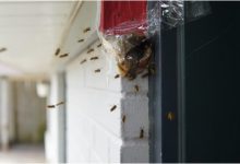 5 Tips For Home Owners To Keep Their Home Pest Free