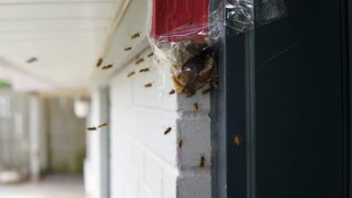 5 Tips For Home Owners To Keep Their Home Pest Free 5 Tips For Home Owners To Keep Their Home Pest Free